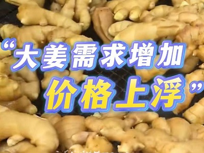 12月16日 生姜价格行情（大姜需求增加，价格上浮） ()