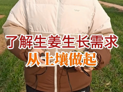 了解生姜生长需求从土壤做起 ()