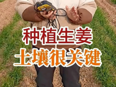 种植生姜土壤很关键 ()