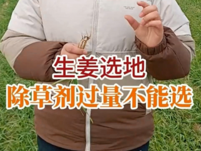 生姜选地：除草剂过量不能选 ()