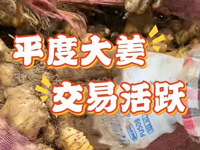 12月18日 生姜价格行情（平度大姜交易活跃） ()