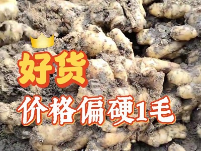 12月18日 安丘黑埠子（好货价格偏硬1毛） ()