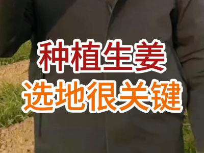 种植生姜选地很关键 ()