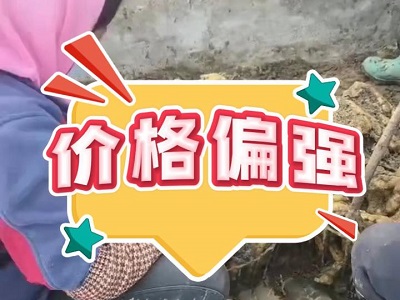 12月19日 安丘黑埠子（价格偏强） ()