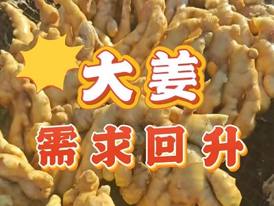 12月19日 生姜价格行情（大姜需求回升） ()