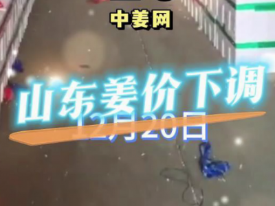 12月20日广州江南批发市场生姜价格行情 ()