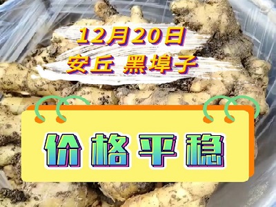 12月20日 安丘黑埠子（价格平稳） ()