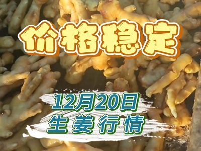 12月20日 生姜价格行情（价格稳定） ()