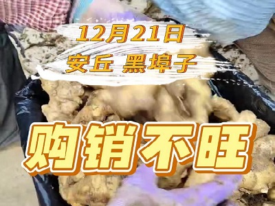 12月21日 安丘黑埠子（购销不旺） ()