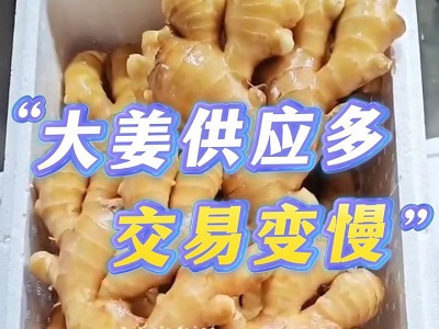 12月21日 生姜价格行情（大姜供应多，交易变慢） ()