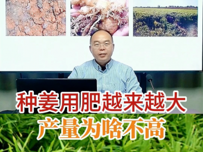 种姜用肥越来越大产量为啥不高 ()
