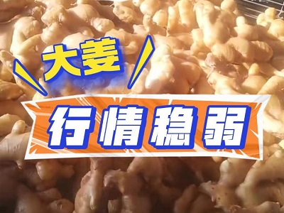12月23日 生姜价格行情（大姜行情稳弱） ()