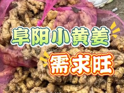 12月25日 生姜价格行情（阜阳小黄姜需求旺） ()