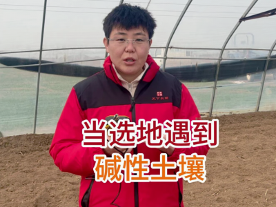 当选地遇到碱性土壤 ()