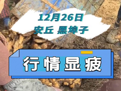 12月26日 安丘黑埠子（行情显疲） ()
