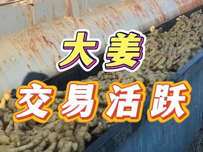 12月26日 生姜价格行情（大姜交易活跃） ()