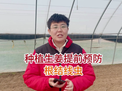 种植生姜提前预防根结线虫 ()