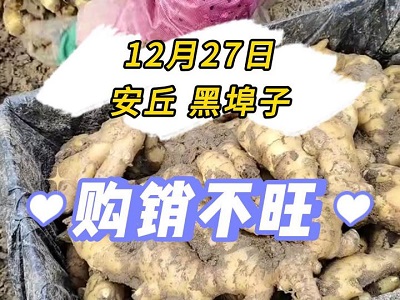 12月27日 安丘黑埠子（购销不旺） ()