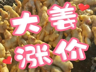 12月27日 生姜价格行情（大姜涨价） ()