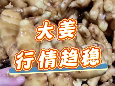 12月28日 生姜价格行情（大姜行情趋稳） ()
