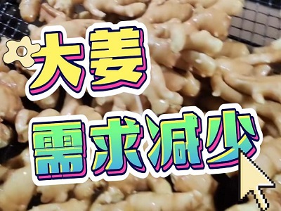 12月30日 生姜价格行情（大姜需求减少） ()