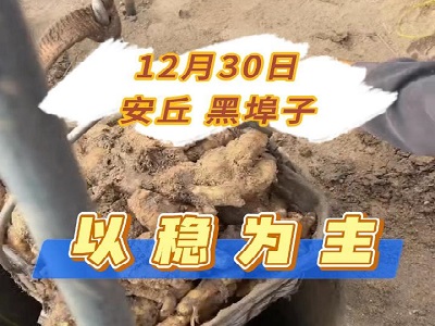 12月30日 安丘黑埠子（以稳为主） ()