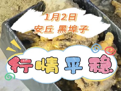 1月2日 安丘黑埠子（行情平稳） ()