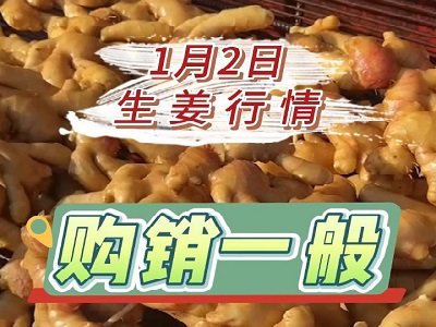 1月2日 生姜价格行情（购销一般） ()