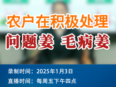 农情漫谈：农户在积极处理问题姜、毛病姜！ ()