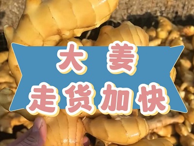 1月3日 生姜价格行情（大姜走货加快） ()