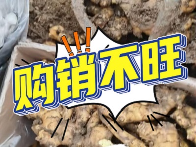 1月4日 安丘黑埠子（购销不旺） ()