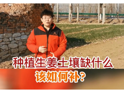 种植生姜土壤缺什么，该如何补？ ()