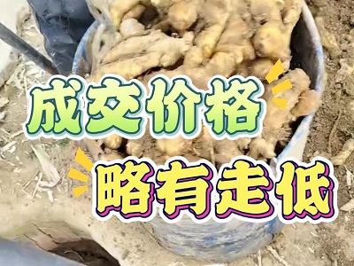 1月6日 安丘黑埠子（价格略有走低） ()