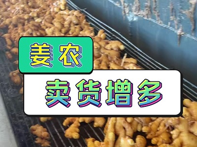 1月6日 生姜价格行情（姜农卖货增多） ()