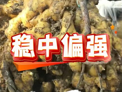 1月7日 安丘黑埠子（稳中偏强） ()