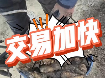 1月8日 安丘黑埠子（交易加快） ()