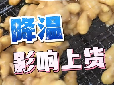 1月9日 生姜价格行情（降温影响上货） ()