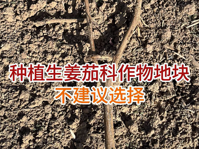 生姜种植：茄科作物地块不建议选择 ()