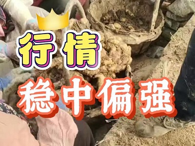 1月9日 安丘黑埠子（行情稳中偏强） ()