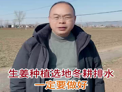 生姜种植：选地、冬耕、排水一定要做好 ()