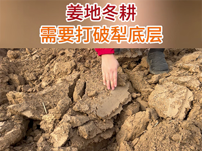 姜地冬耕需要打破犁底层 ()