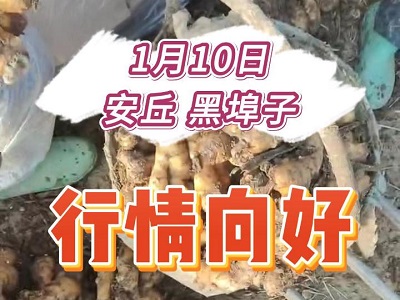 1月10日 安丘黑埠子（行情向好） ()