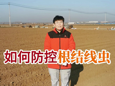 如何防控根结线虫？ ()