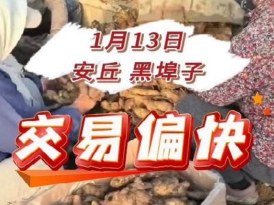 1月13日 安丘黑埠子（交易偏快） ()
