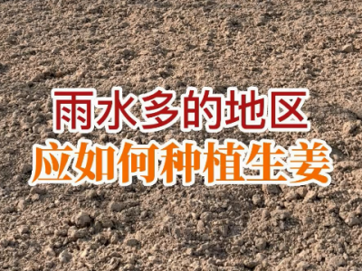 雨水多的地区应如何种植生姜 ()