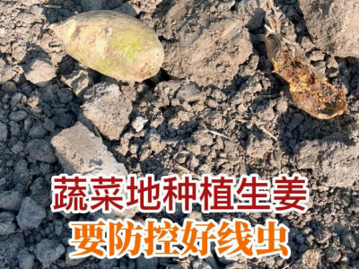蔬菜地种植生姜 要防控好线虫 ()