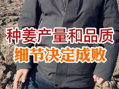 种姜产量和品质--细节决定成败 ()