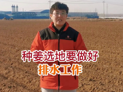 种姜选地要做好排水工作 ()