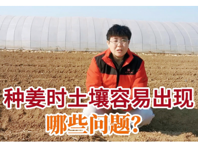 种姜时土壤容易出现哪些问题？ ()