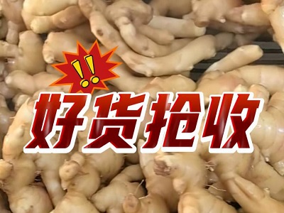 1月18日 生姜价格行情（好货抢收） ()